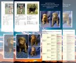Small Chesapeake Bay Retriever