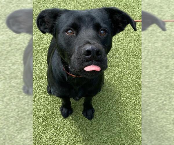 Medium Photo #1 Labrador Retriever-Unknown Mix Puppy For Sale in Fayetteville, NC, USA