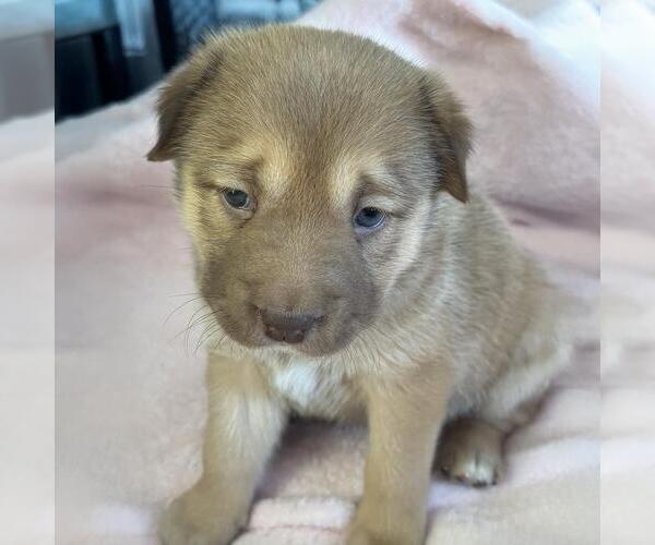 Medium Photo #4 Labrador Retriever-Unknown Mix Puppy For Sale in San Diego, CA, USA