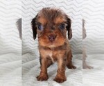 Puppy Puppy 1 Male Cavalier King Charles Spaniel
