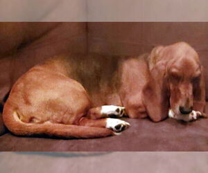 Basset Hound Dogs for adoption in Deepwater, NJ, USA