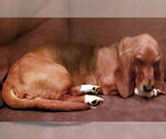 Small Basset Hound
