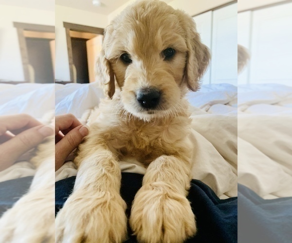 Medium Photo #8 Goldendoodle Puppy For Sale in RATHDRUM, ID, USA