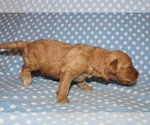 Small Photo #8 Goldendoodle (Miniature) Puppy For Sale in BLMGTN, IN, USA