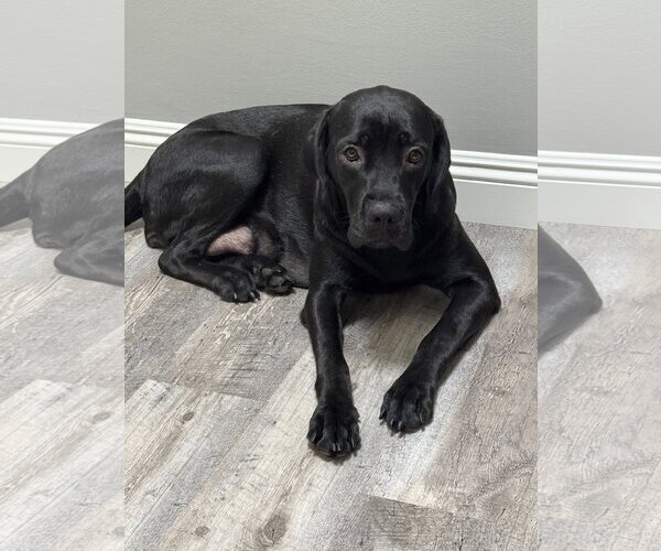 Medium Photo #4 Labrador Retriever-Unknown Mix Puppy For Sale in San Diego, CA, USA