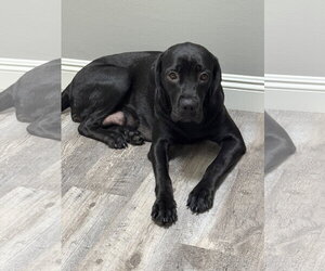 Charlotte - Female Labrador Retriever-Unknown Mix Dog for Adoption - Photo #4