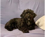 Small #1 Mutt