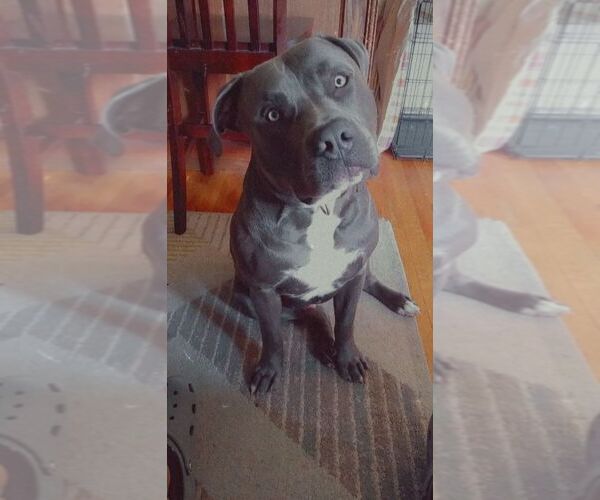 Medium Photo #1 American Pit Bull Terrier Puppy For Sale in INDIANAPOLIS, IN, USA