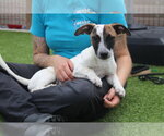 Small #3 Jack Russell Terrier Mix