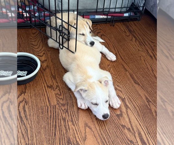 Medium Photo #4 Australian Shepherd-Unknown Mix Puppy For Sale in Brooklyn, NY, USA
