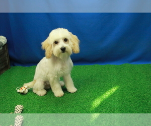 Maltipoo Puppy for sale in HICKORY, NC, USA