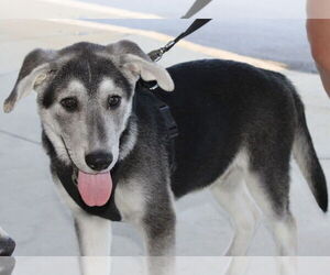 Siberian Husky Dogs for adoption in Holly Springs, NC, USA
