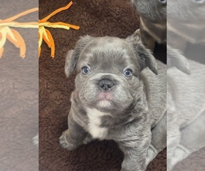 Medium French Bulldog