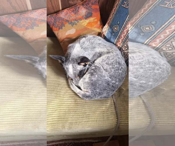 Medium Photo #3 Mutt Puppy For Sale in Paso Robles, CA, USA