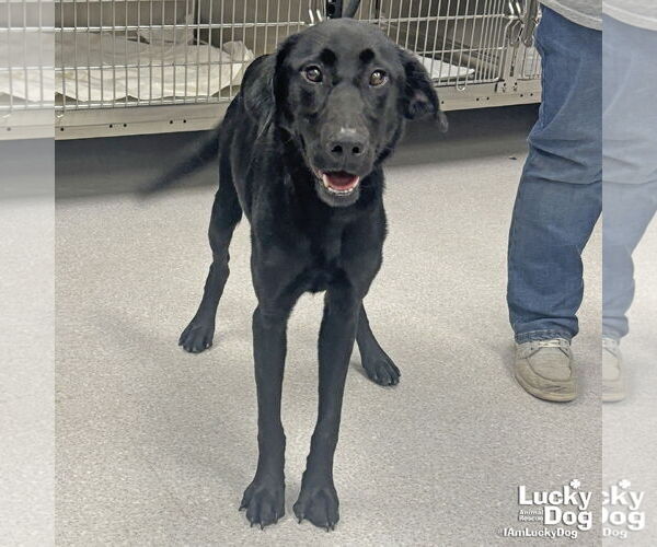 Medium Photo #2 Labrador Retriever-Retriever  Mix Puppy For Sale in Washington, DC, USA