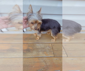 Yorkshire Terrier Puppy for sale in CAMILLA, GA, USA