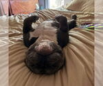 Small #6 Olde Bulldog