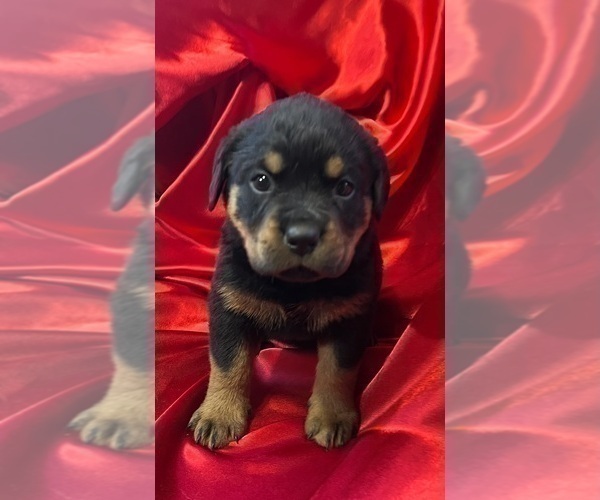 Medium Photo #2 Rottweiler Puppy For Sale in REMER, MN, USA