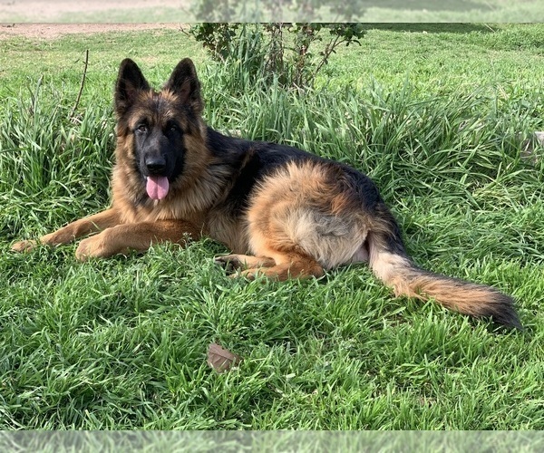 Medium Photo #7 German Shepherd Dog Puppy For Sale in BRUCEVILLE, TX, USA