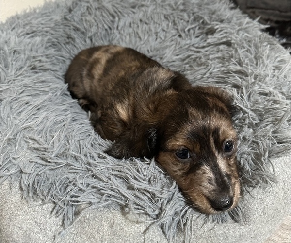 Medium Photo #7 Dachshund Puppy For Sale in HOUSTON, TX, USA