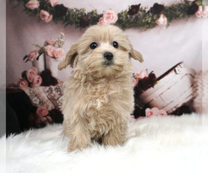 Morkie-Poodle (Miniature) Mix Puppy for Sale in WARSAW, Indiana USA