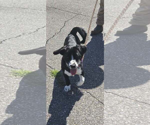 Medium Photo #4 Mutt Puppy For Sale in Rustburg, VA, USA