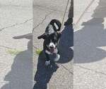 Small #3 Mutt