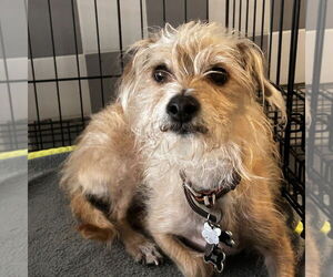 Mutt Dogs for adoption in Chico, CA, USA