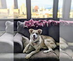 Small #3 Huskies  Mix