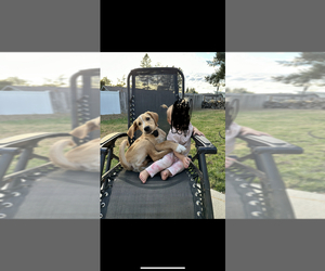 American Gointer Puppy for sale in BATTLE GROUND, WA, USA