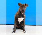 Small #1 Plott Hound Mix