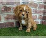Small #1 Cavalier King Charles Spaniel