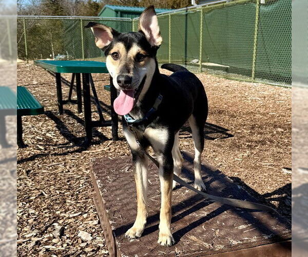 Medium Photo #1 German Shepherd Dog-Unknown Mix Puppy For Sale in Waterford, VA, USA