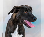 Small Catahoula Leopard Dog Mix