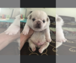 Small Photo #6 Pug Puppy For Sale in BELPRE, OH, USA