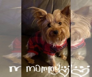 Mother of the Yorkshire Terrier puppies born on 11/17/2023