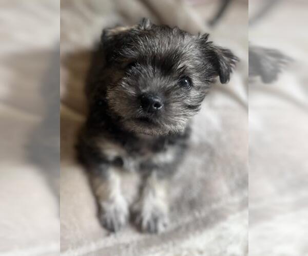Medium Photo #1 Mutt Puppy For Sale in Oakley, CA, USA