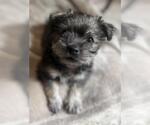 Small Mutt