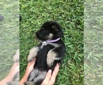 Small Photo #3 German Shepherd Dog Puppy For Sale in ROSHARON, TX, USA