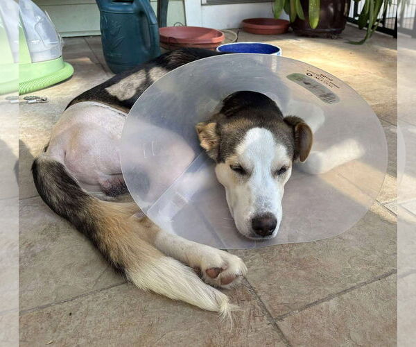 Medium Photo #10 Huskies -Unknown Mix Puppy For Sale in Boonton, NJ, USA