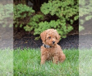 Poodle (Miniature) Litter for sale in BELLEFONTE, PA, USA