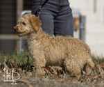 Small Photo #4 Goldendoodle Puppy For Sale in ELLENBORO, NC, USA