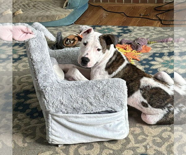 Medium Photo #27 American Pit Bull Terrier-Unknown Mix Puppy For Sale in Germantown, OH, USA