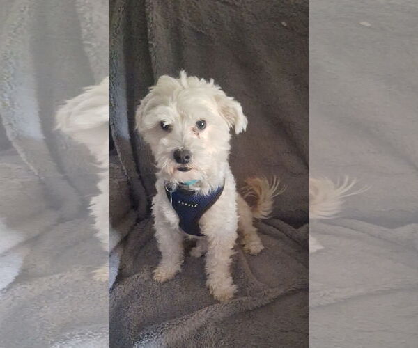 Medium Photo #2 Maltese-Unknown Mix Puppy For Sale in Colorado Springs, CO, USA