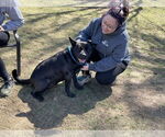 Small #7 Chinese Shar-Pei Mix
