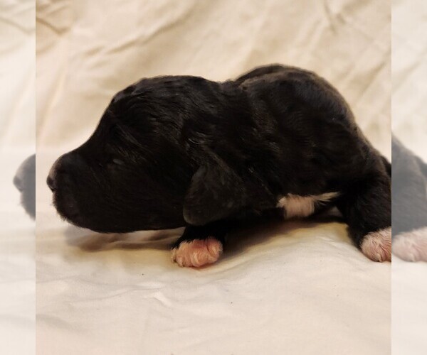 Medium Photo #9 F2 Aussiedoodle Puppy For Sale in COLUMBIA, TN, USA