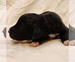 Small #8 F2 Aussiedoodle