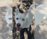 Small #4 Siberian Husky Mix