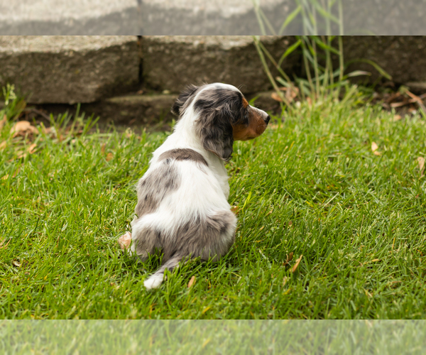Medium Photo #4 Dachshund Puppy For Sale in BREMEN, IN, USA