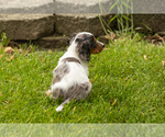 Small #3 Dachshund